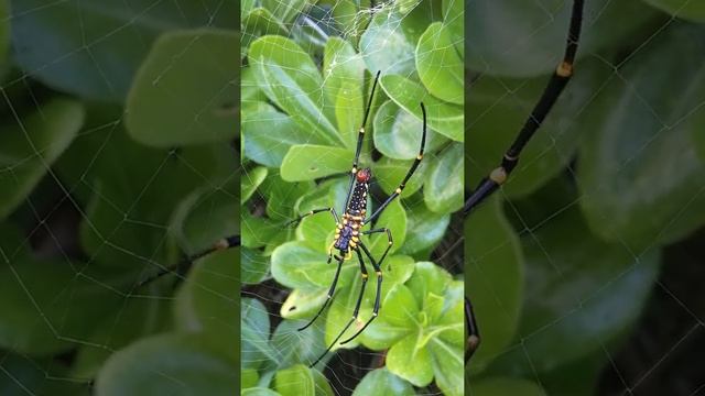 ジョロウグモ（Trichonephila clavata）#やんばる смотреть онлайн