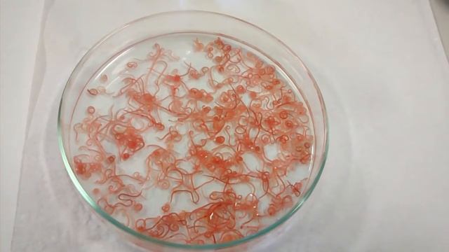 Larvas de Contracaecum sp. (Nematoda, Anisakidae) смотреть онлайн