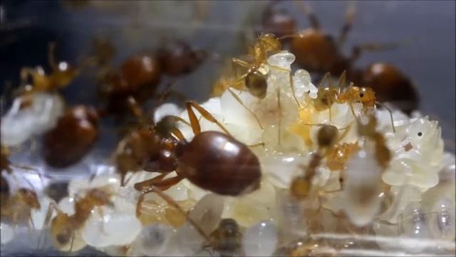 Pheidole hyatti brood/queen смотреть онлайн