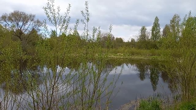 Соловей поёт. смотреть онлайн