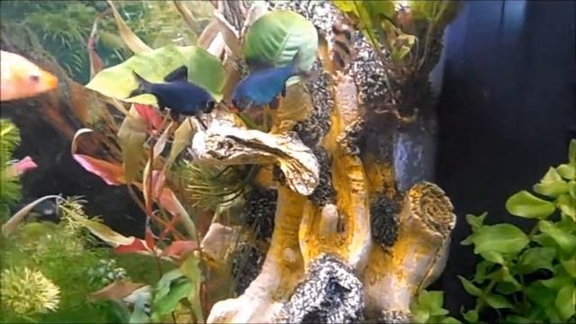 Barbus sumatran 180L смотреть онлайн