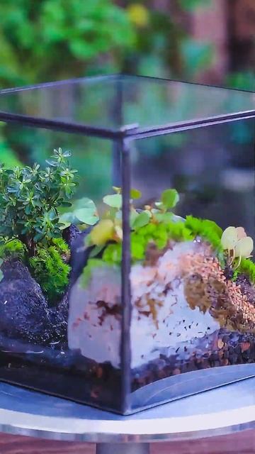 micro landscape terrarium idea slot canyon #moss #diy#terrarium смотреть онлайн