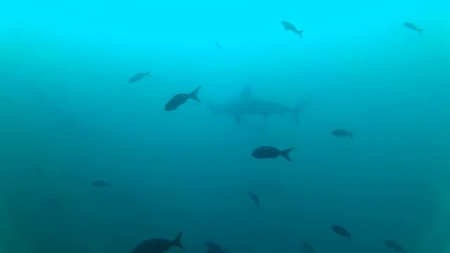 Diving Galapagos 'Kicker Rock' Wilkin смотреть онлайн