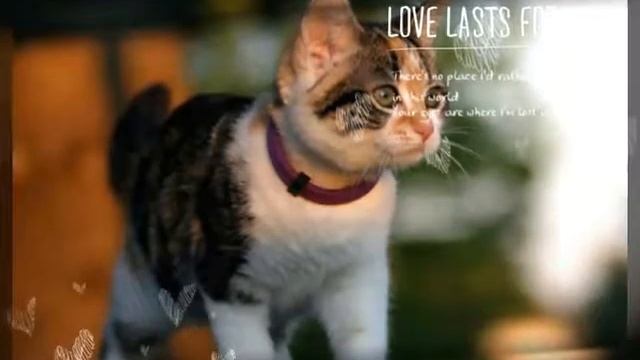 Мими котики 2 смотреть онлайн