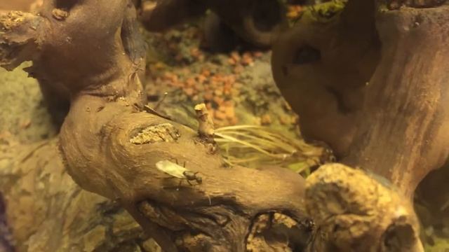 Camponotus Fellah - Männchen смотреть онлайн