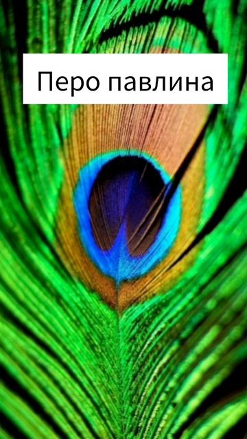 Оберег перо павлина от негатива #эзотерика #оберег смотреть онлайн