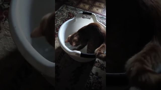 Кот Лева и тазик. смотреть онлайн
