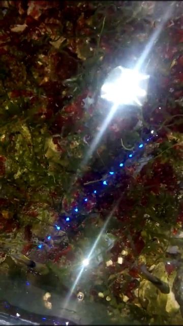 Апогон смотреть онлайн