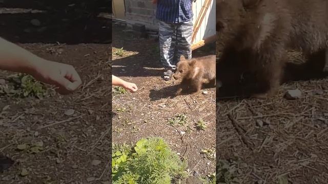 Где-то в горах Кавказа, медвежонок прибился к людям! смотреть онлайн