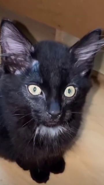 So cute Cat #shorts #viral #treanding смотреть онлайн