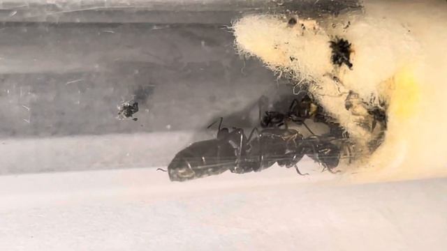 Présentation espèce : #fourmis colobopsis leonardi 🐜🐜 смотреть онлайн