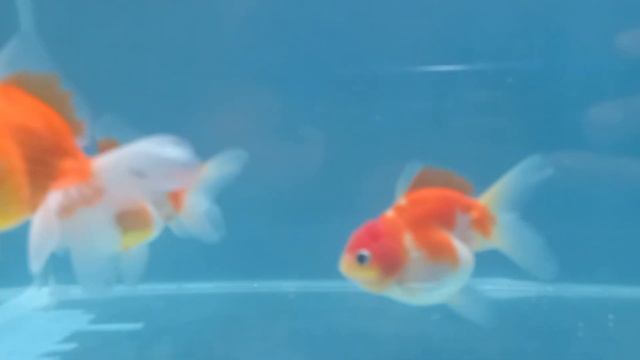 оранда. oranda young 5 months смотреть онлайн