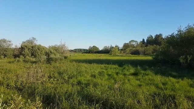 Лось смотреть онлайн