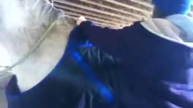 How to put a blanket on a horse смотреть онлайн