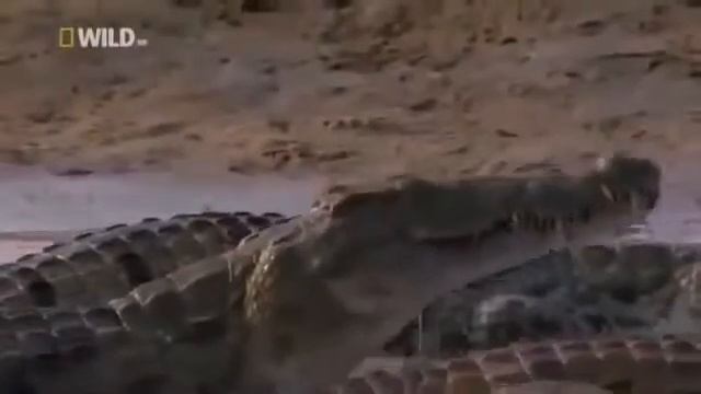 National Geographic Суперхищники Нильский крокодил смотреть онлайн