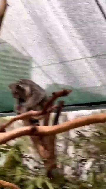 Koala Sydney Wildlife Zoo Australia смотреть онлайн
