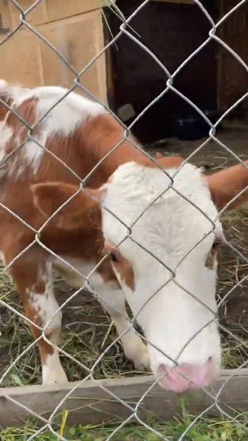 Телята Абердин-Ангус смотреть онлайн