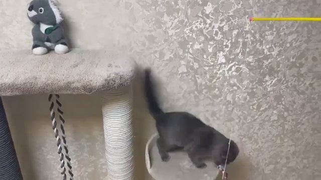 Ватсон с утра получил порцию развлечений 🐈 Доброе утро 😻💞 смотреть онлайн