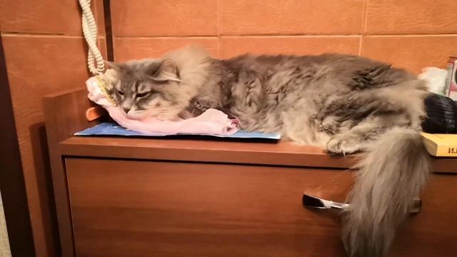 Сима устала смотреть онлайн