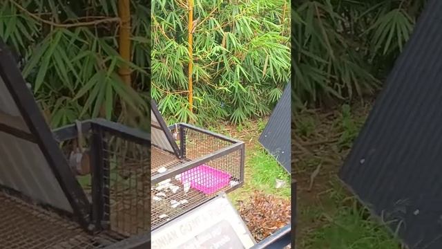 Peeku Park Yercaud | Birds Park & Pet Farm at Peeku Park Yercaud | Pets Farm Yercaud смотреть онлайн