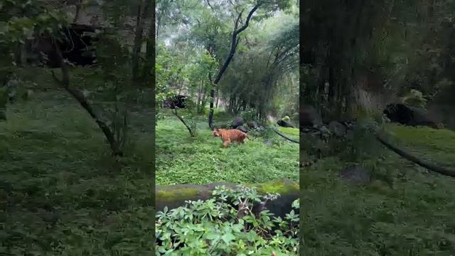 Tiger #bengoltiger #tiger #zoo #animals #tigerlove #वाघ #katrajzoo #katraj #yt #minivolg #ytstudio смотреть онлайн