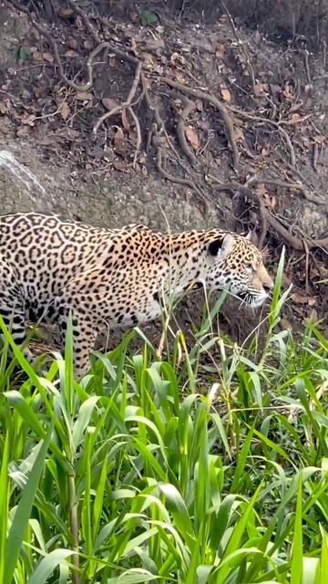 With adequate food,space to hunt and breed,and protection,big cats thrive.Here,.... #subscribe смотреть онлайн