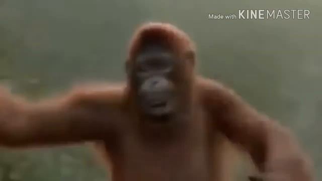 Маймыл, буй буйга бийлеп атат смотреть онлайн