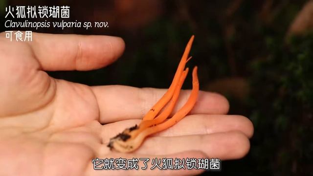 奇葩！这种和生日蜡烛相似度99%的蘑菇竟然可以吃——拟锁瑚菌属 смотреть онлайн