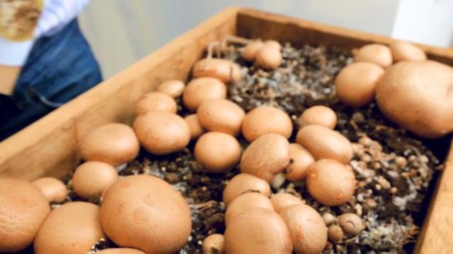 PACCU en Feria Horeca Makro 2017 смотреть онлайн