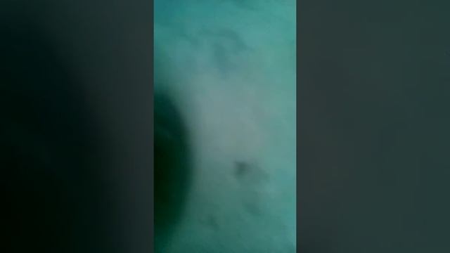 Мы поймали крабов смотреть онлайн