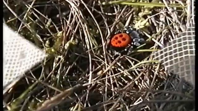 Mariehøneedderkop Ladybird Spider смотреть онлайн