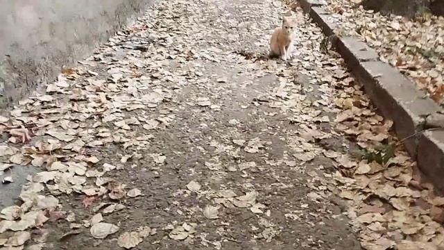 Подопечные жители двора смотреть онлайн