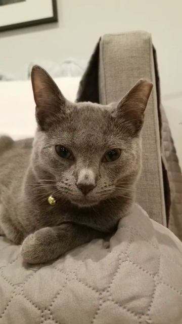 Bubbles the cat reacting to Billie Eilish song. Russian Blue. chat gato Кот חתול Katze 貓 고양이 قط смотреть онлайн