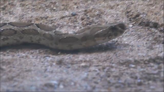Russell's viper (Daboia russelii), RAYAPPA KASI смотреть онлайн