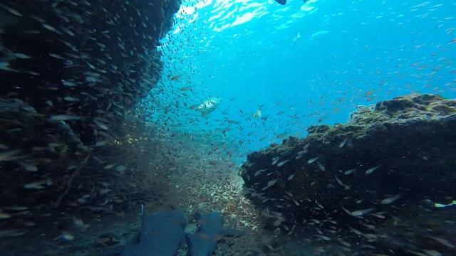 Sharks смотреть онлайн