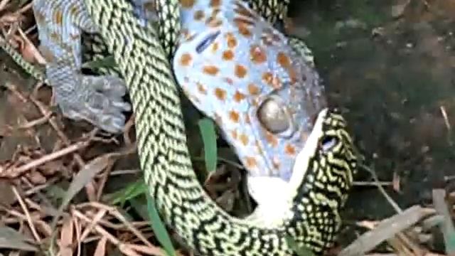 Chrysopelea Ornata (flying Tree) Snake Eating A Lizard At Angkor Wat Cambodia
