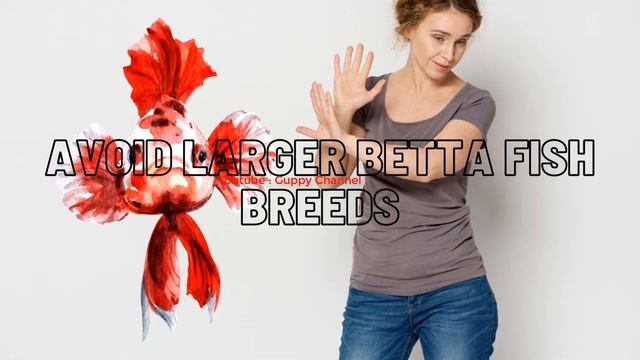Can Betta Fish Live with Guppies in the Same Tank ? смотреть онлайн