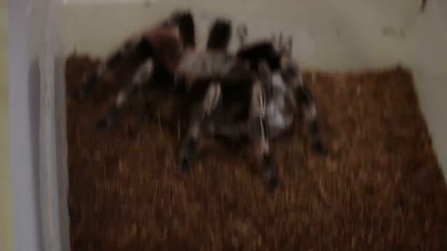 A Surprise from my Brazilian Red with the Deadly Tarantula Girl смотреть онлайн