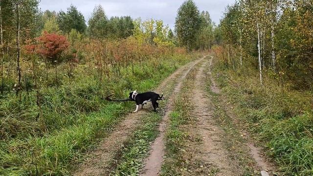 Жизнь с амстаффом. С Пиратом на прогулке. смотреть онлайн