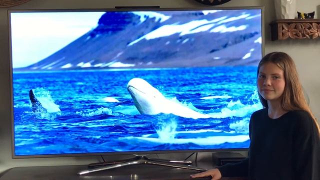 The Affect of Heating Waters on Beluga Whales смотреть онлайн