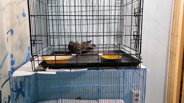Две птицы за один день смотреть онлайн