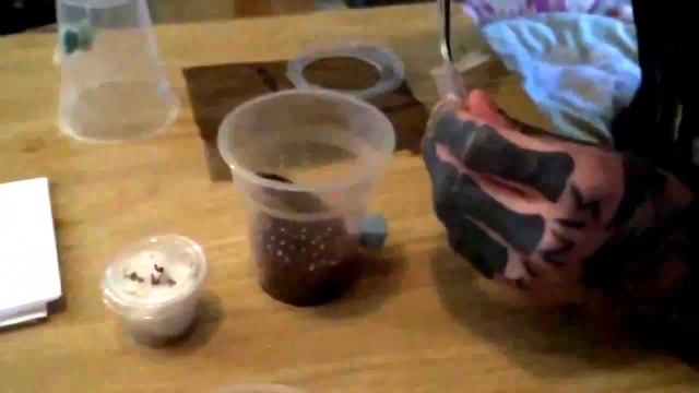Versicolor+Malaysian Earth Tiger (slings) tarantula unpacking #7 смотреть онлайн