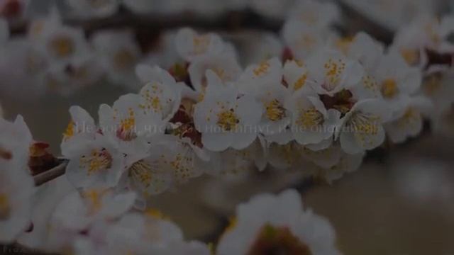 Красивое чтение суры «Та Ха» смотреть онлайн