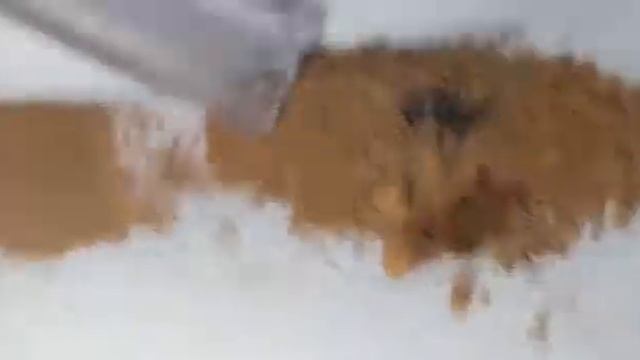 operaria de odontomachus se alimentando смотреть онлайн