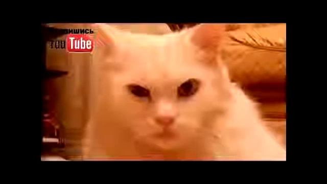 лучшие приколы за октябрь 2014 выпуск 1 смотреть онлайн