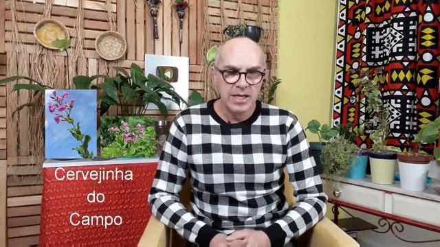 CERVEJINHA DO CAMPO, indicada LEISHMANIOSE, DOENÇAS DE CHAGAS, elimina PARASITAS, efeito DIURÉTICO. смотреть онлайн