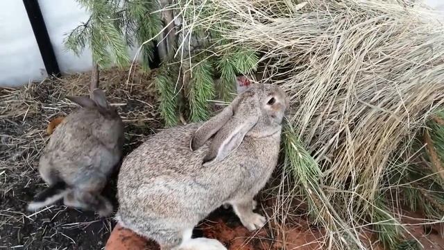 Кролики смотреть онлайн