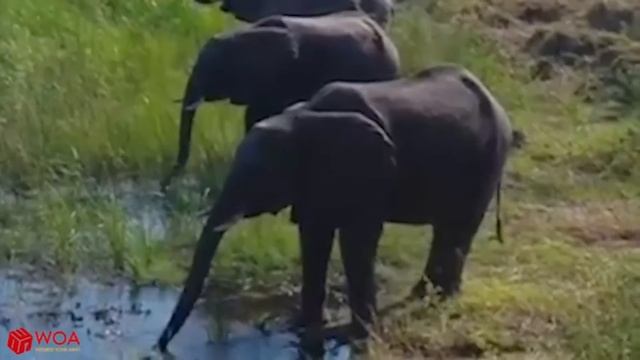 World of animals / Мир зверей смотреть онлайн