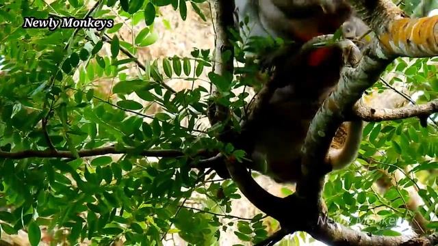 Evil Tara abandoned baby Charlee on high tree | Poor Charlee scared to fall down смотреть онлайн