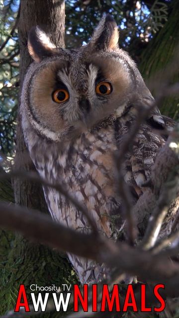 🤗 #AwwNIMALS - Observant Long-Eared Owl 💕 смотреть онлайн
